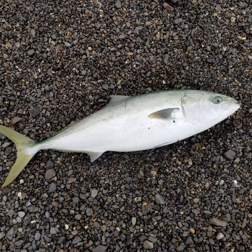 ハマチの釣果