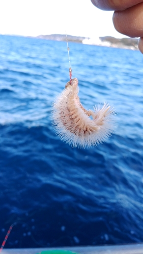 ケムシカジカの釣果