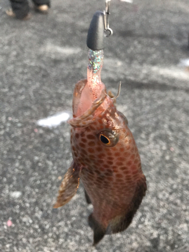 オオモンハタの釣果