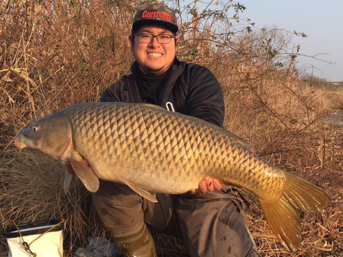 コイの釣果