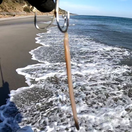 バチの釣果