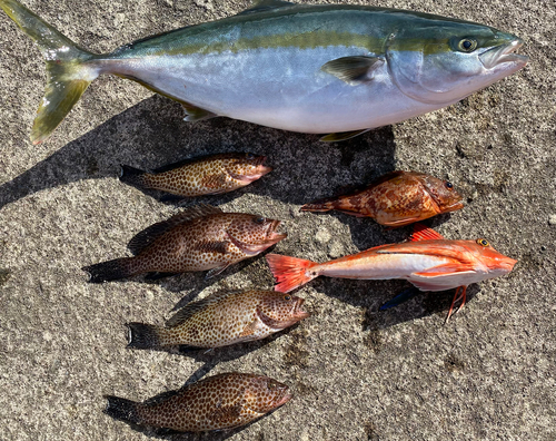 ハマチの釣果