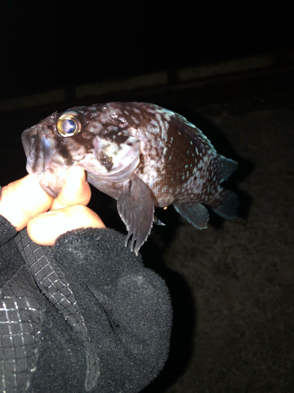 クロソイ
