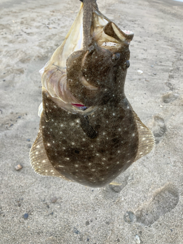 ヒラメの釣果