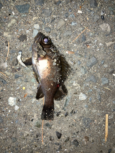 メバルの釣果