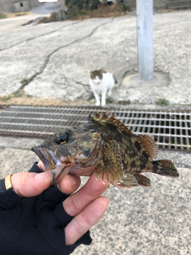 アラカブの釣果