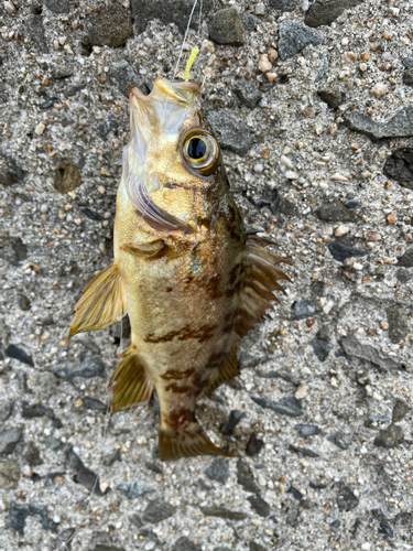 キンメバルの釣果