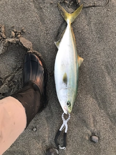 ハマチの釣果