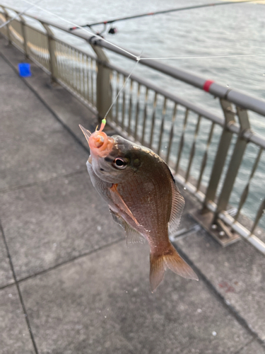 ウミタナゴの釣果