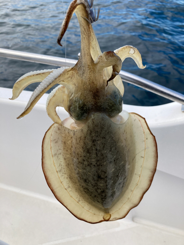 カミナリイカの釣果