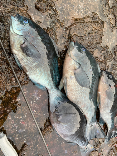 クチブトグレの釣果