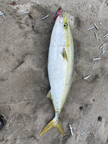 ブリの釣果