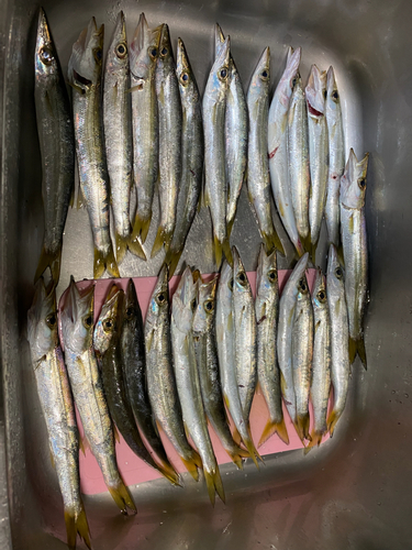 カマスの釣果