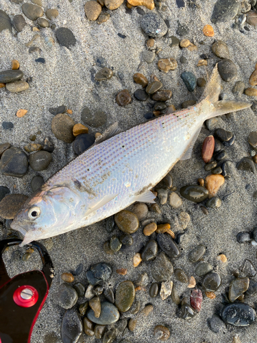 コノシロの釣果