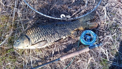 コイの釣果