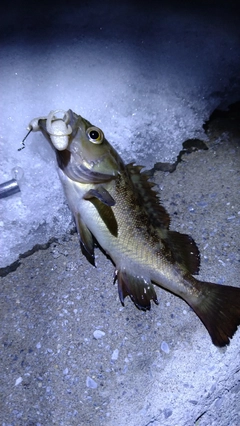 エゾメバルの釣果