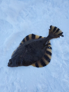 カワガレイの釣果