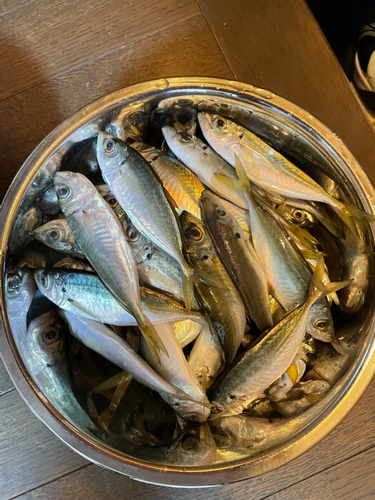 アジの釣果