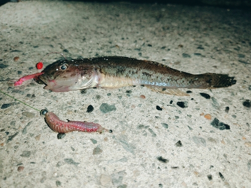 ハゼの釣果