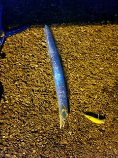 タチウオの釣果