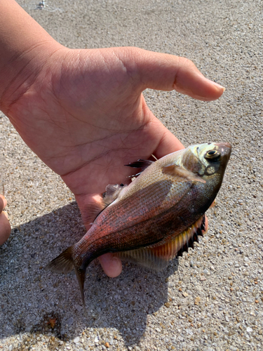 ウミタナゴの釣果