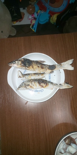 ウグイの釣果