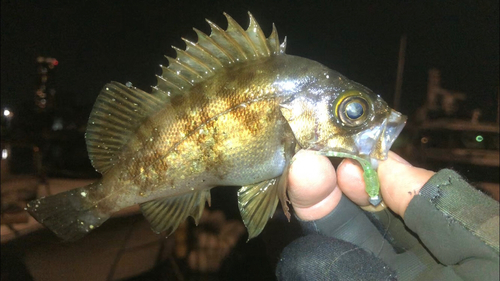 メバルの釣果