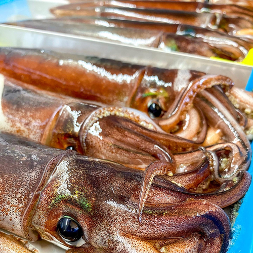 スルメイカの釣果