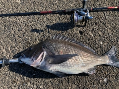 チヌの釣果