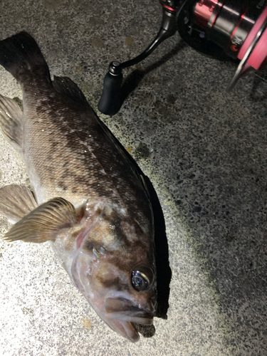 クロソイの釣果