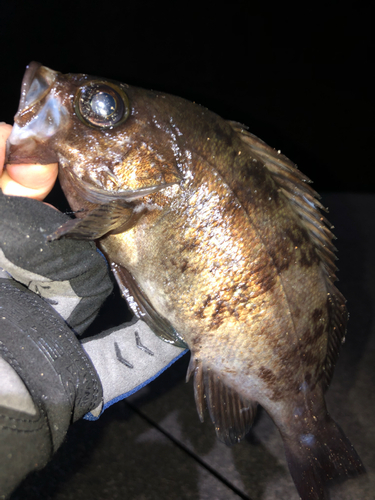 メバルの釣果