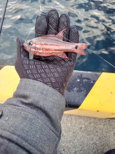 オオスジイシモチの釣果