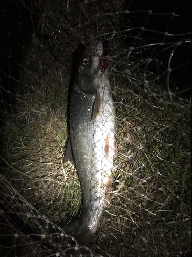 マルタウグイの釣果