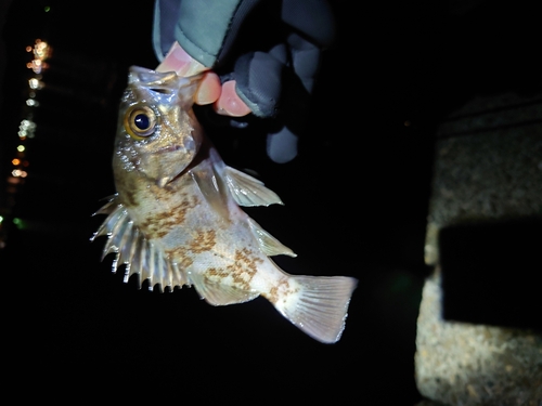 クロメバルの釣果