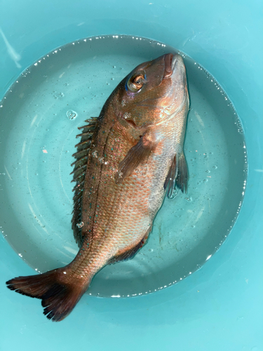 マダイの釣果