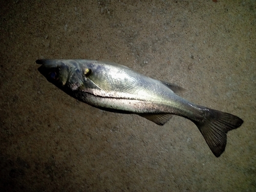 セイゴ（マルスズキ）の釣果