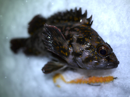 ハチガラの釣果