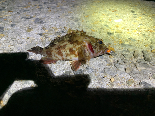 タケノコメバルの釣果