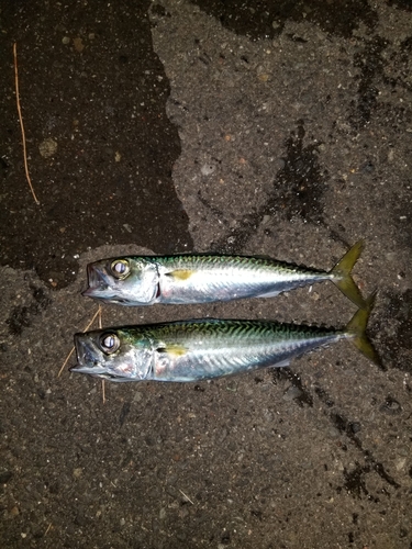 サバの釣果