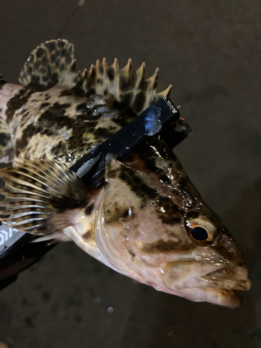 タケノコメバルの釣果