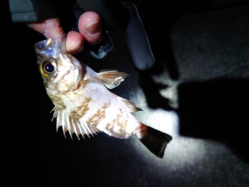 クロメバルの釣果