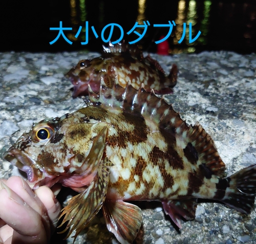 カサゴの釣果