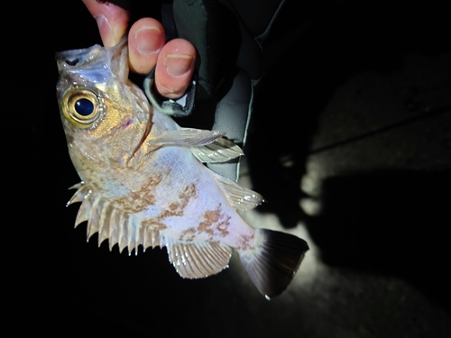 クロメバルの釣果