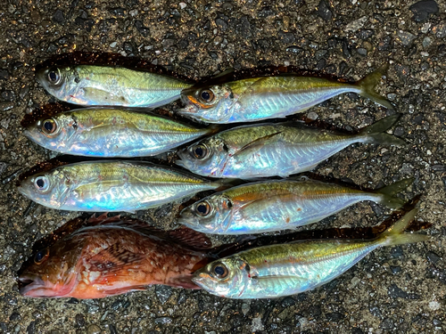 アジの釣果