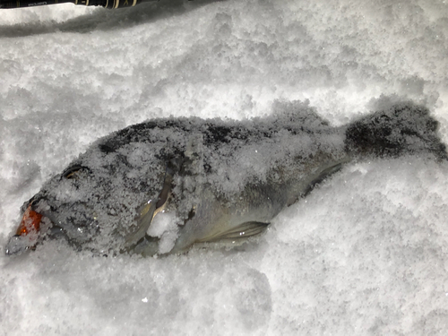 クロソイの釣果