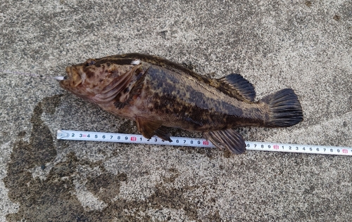 ベッコウゾイの釣果