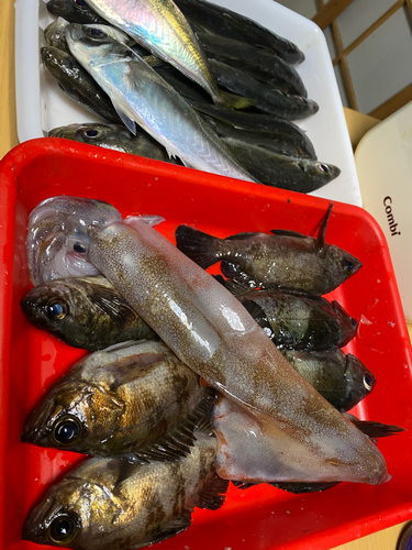 メバルの釣果