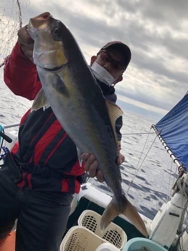 カンパチの釣果