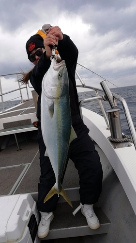 ブリの釣果