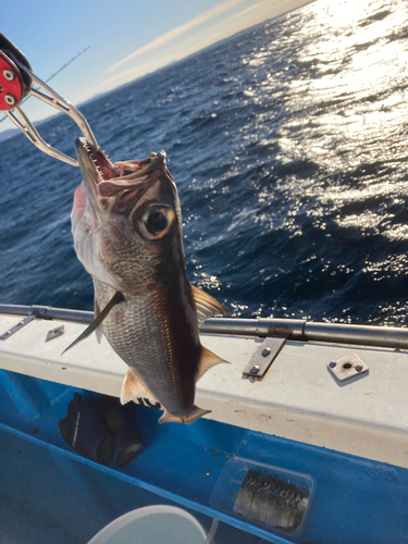 クロムツの釣果